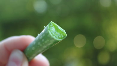 aloes uprawa i pielęgnacja