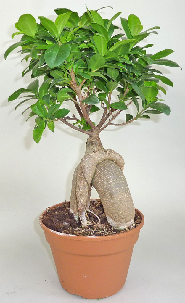 fikus tępy bonsai