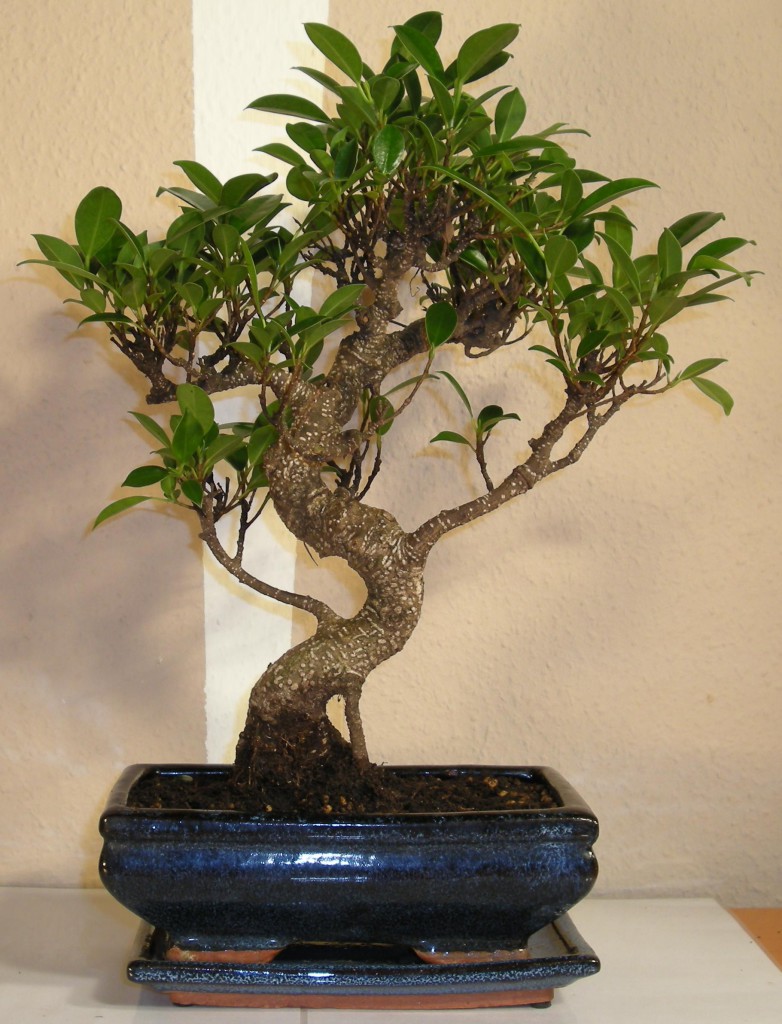 fikus tępy bonsai