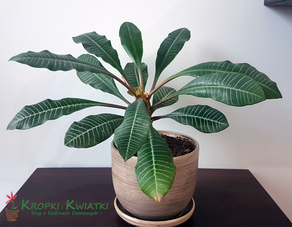 wilczomlecz bialounerwiony-1