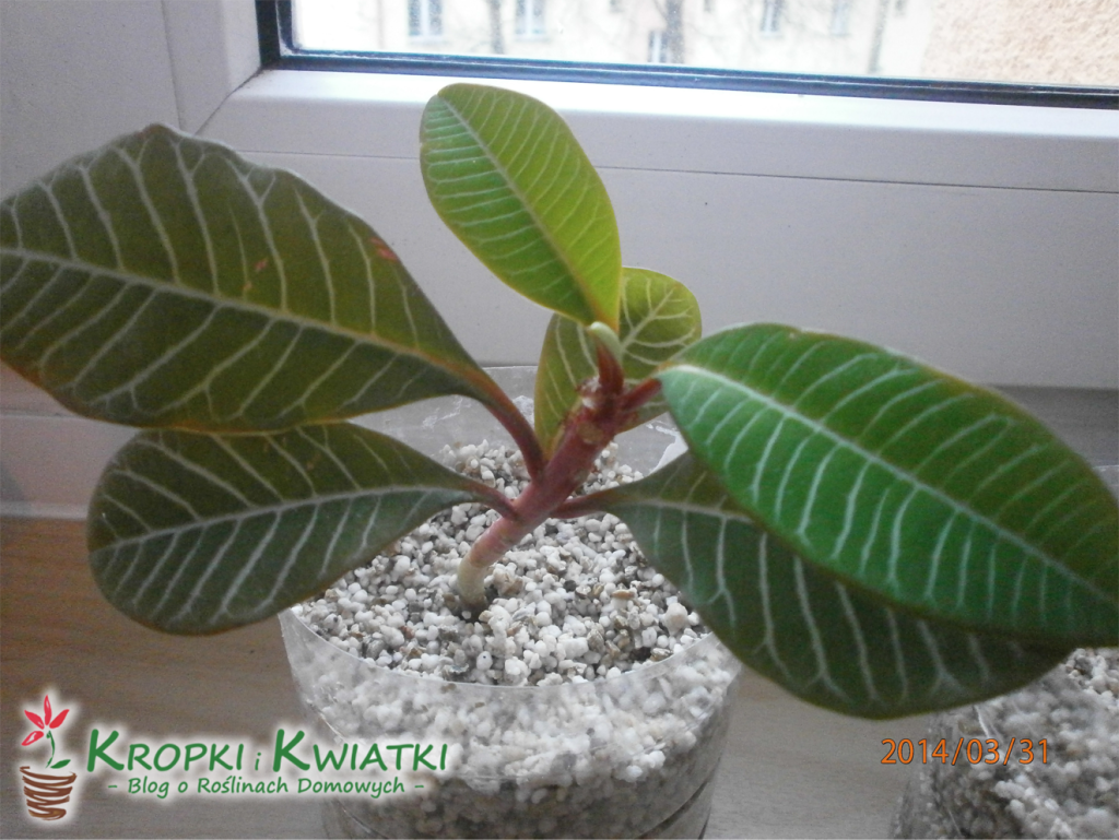 wilczomlecz bialounerwiony hydroponika