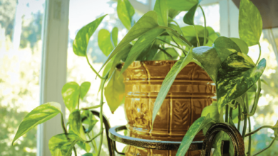 Rośliny domowe doniczkowe