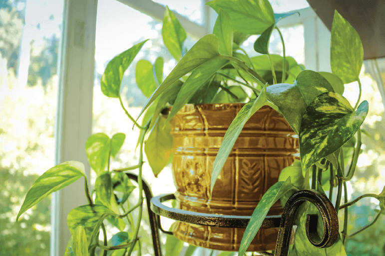 Rośliny domowe doniczkowe