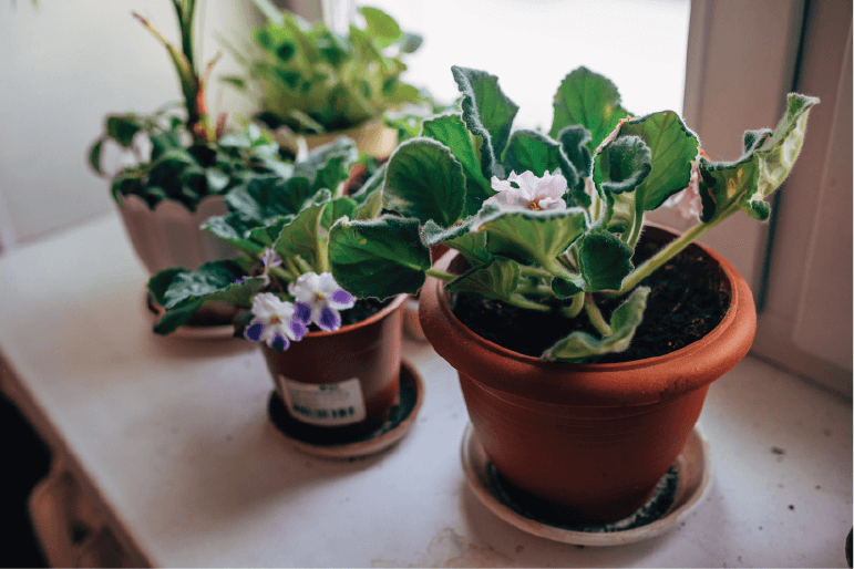 kupowanie roślin do domu