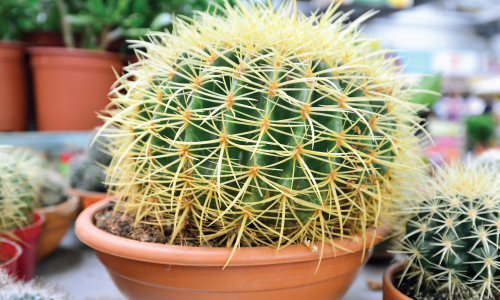 Echinocactus grusonii Fotel Teściowej