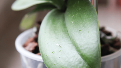 kropelki na liściach