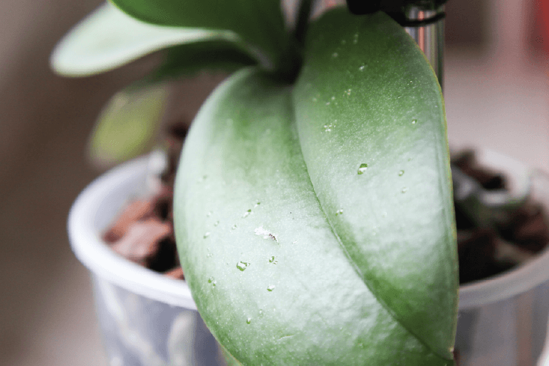 kropelki na liściach