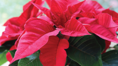 Gwiazda betlejemska czerwona