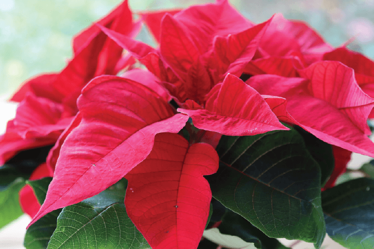 Gwiazda betlejemska czerwona