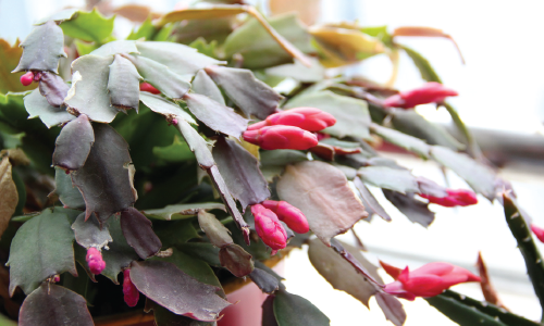 Schlumbergera truncata - kaktus bożonarodzeniowy