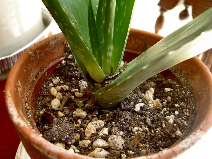 Aloes - uprawa, pielgnacja, podoe, podlewanie i kwitnienie
