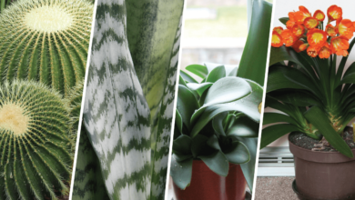 język teściowej fotel teściowej