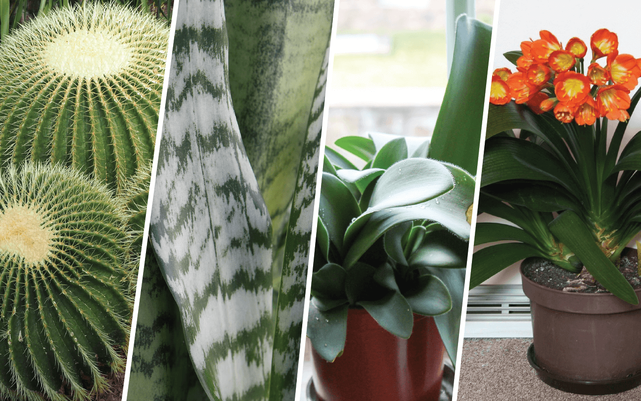 język teściowej fotel teściowej