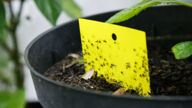 ziemiórki muszki zwalczanie