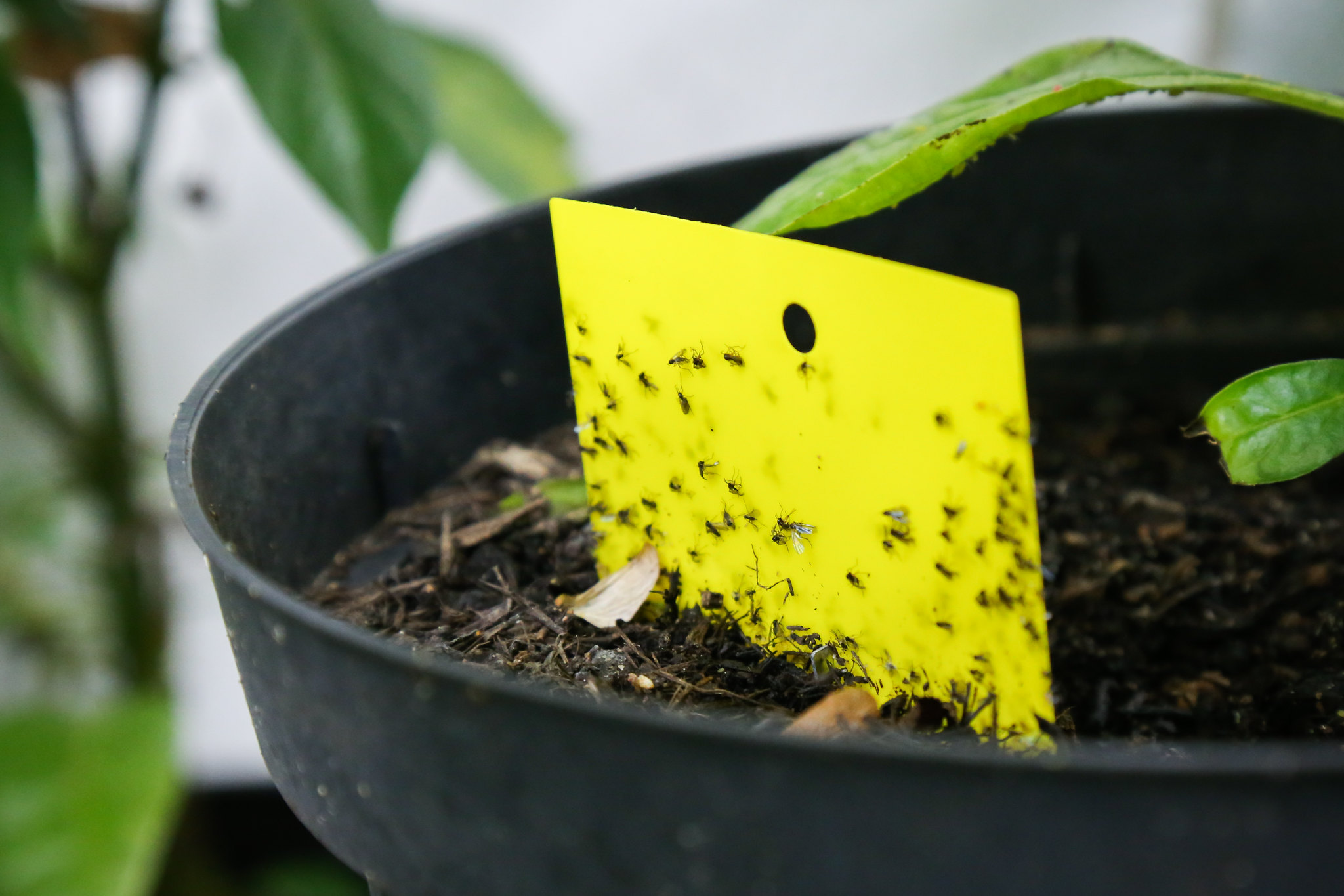 ziemiórki muszki zwalczanie