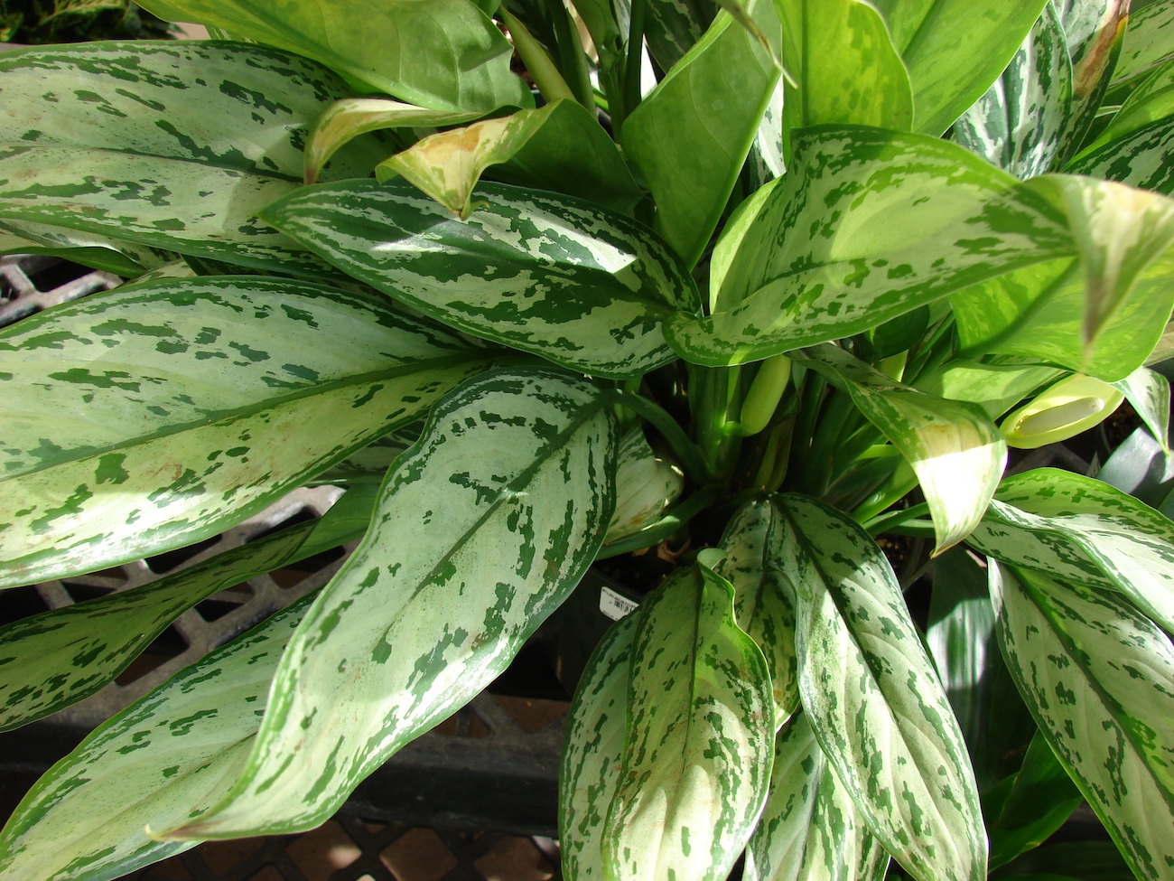 aglaonema uprawa i pielęgnacja
