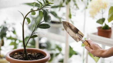 rośliny doniczkowe łatwe w uprawie