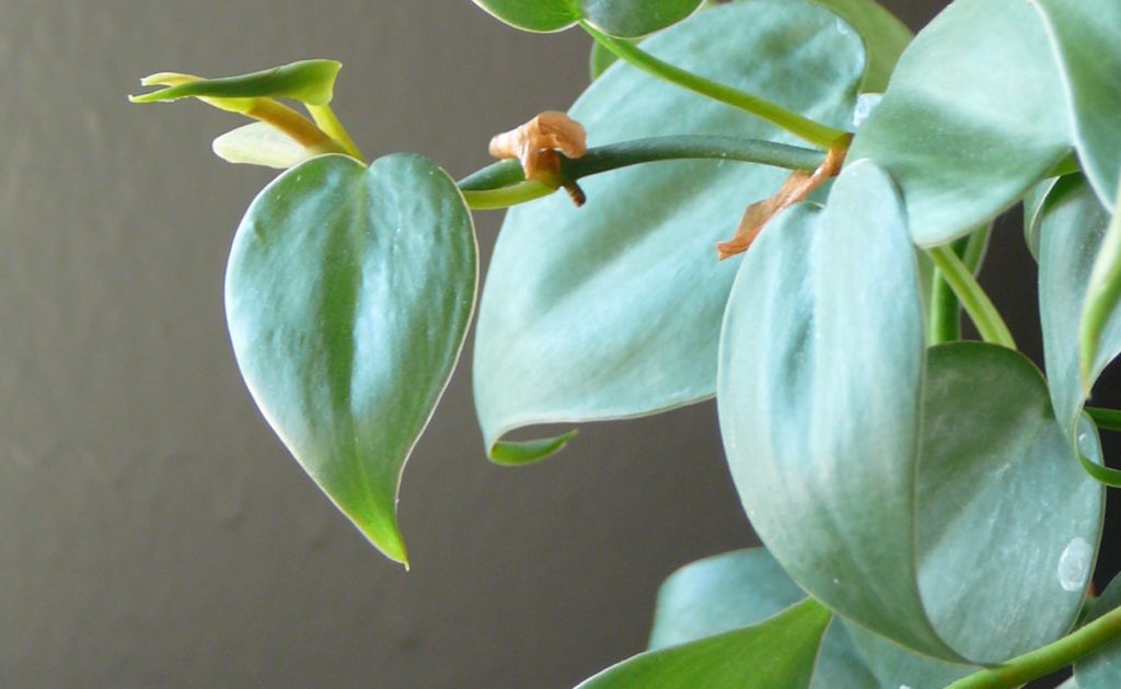 filodendron pnący philodendron scandens