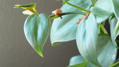 filodendron pnący philodendron scandens