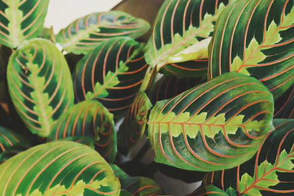 milky way dracaena Dracaena Milky Way, Elegant Indoor Plant for Stylish Green Spaces –  rootsraja.in main image 0