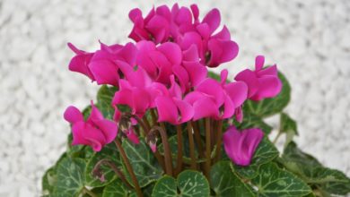 Cyklamen perski - uprawa i pielęgnacja