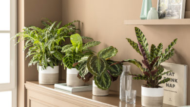 kalatea roślina odniczkowa