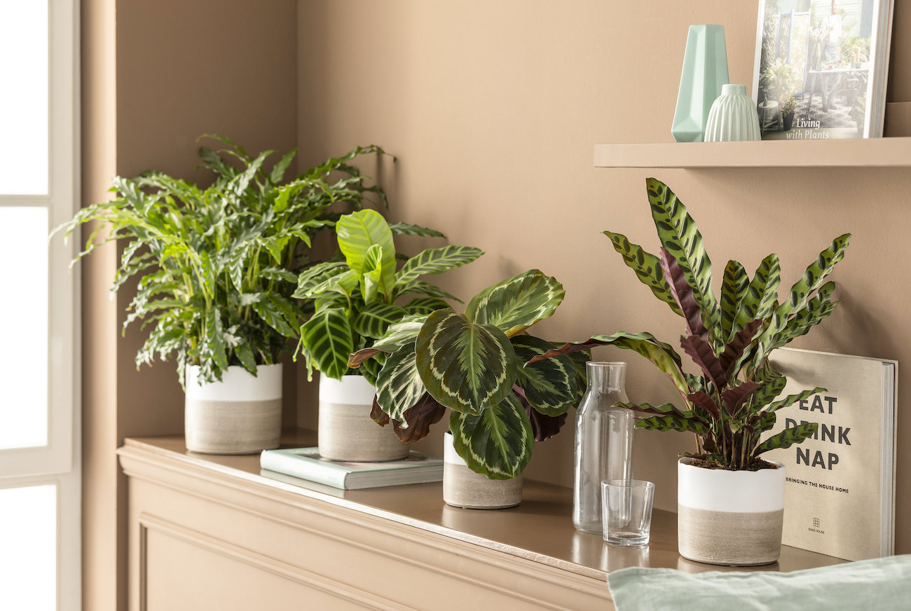 kalatea roślina odniczkowa