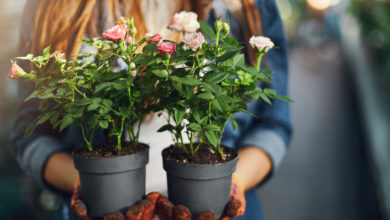 Mini róże w doniczkach