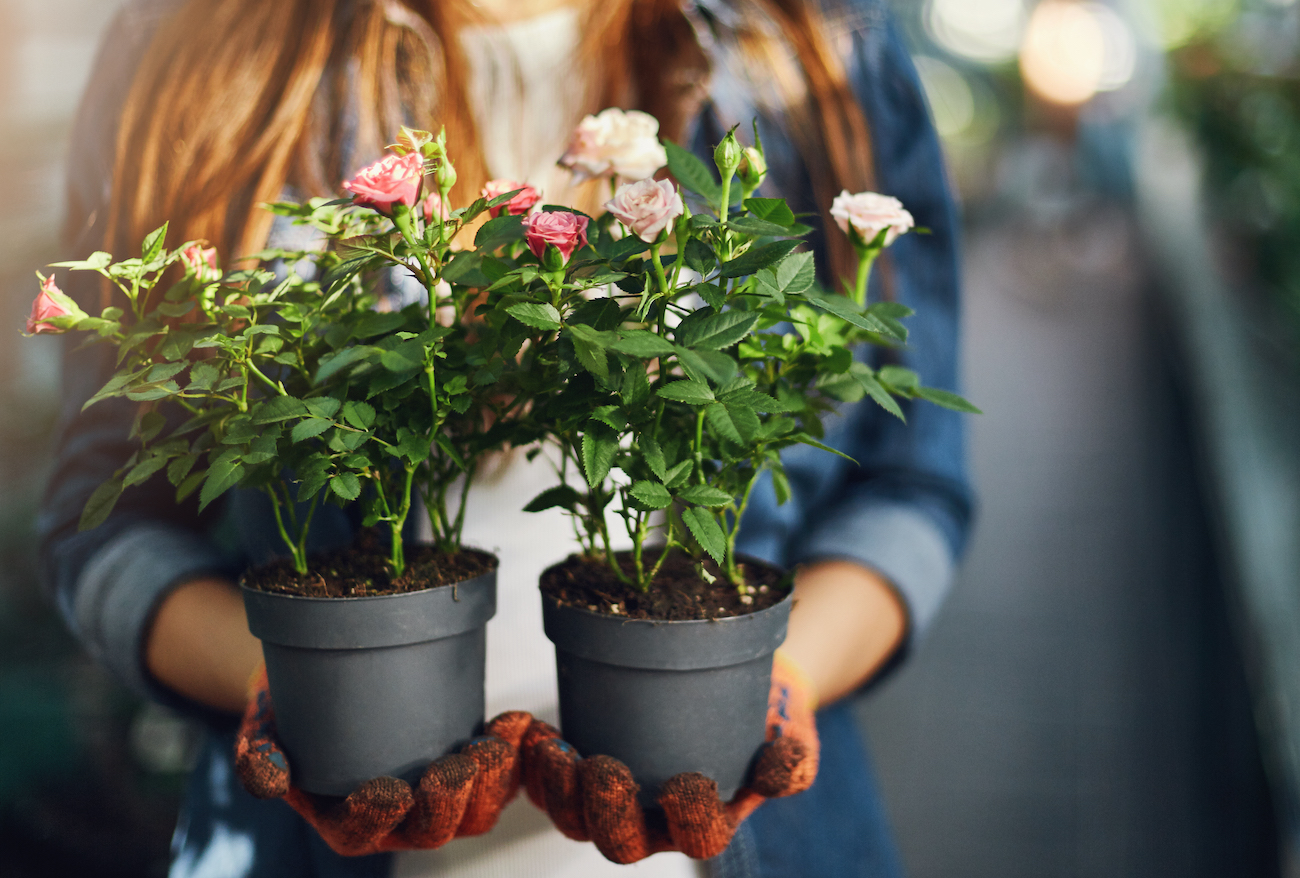 Mini róże w doniczkach