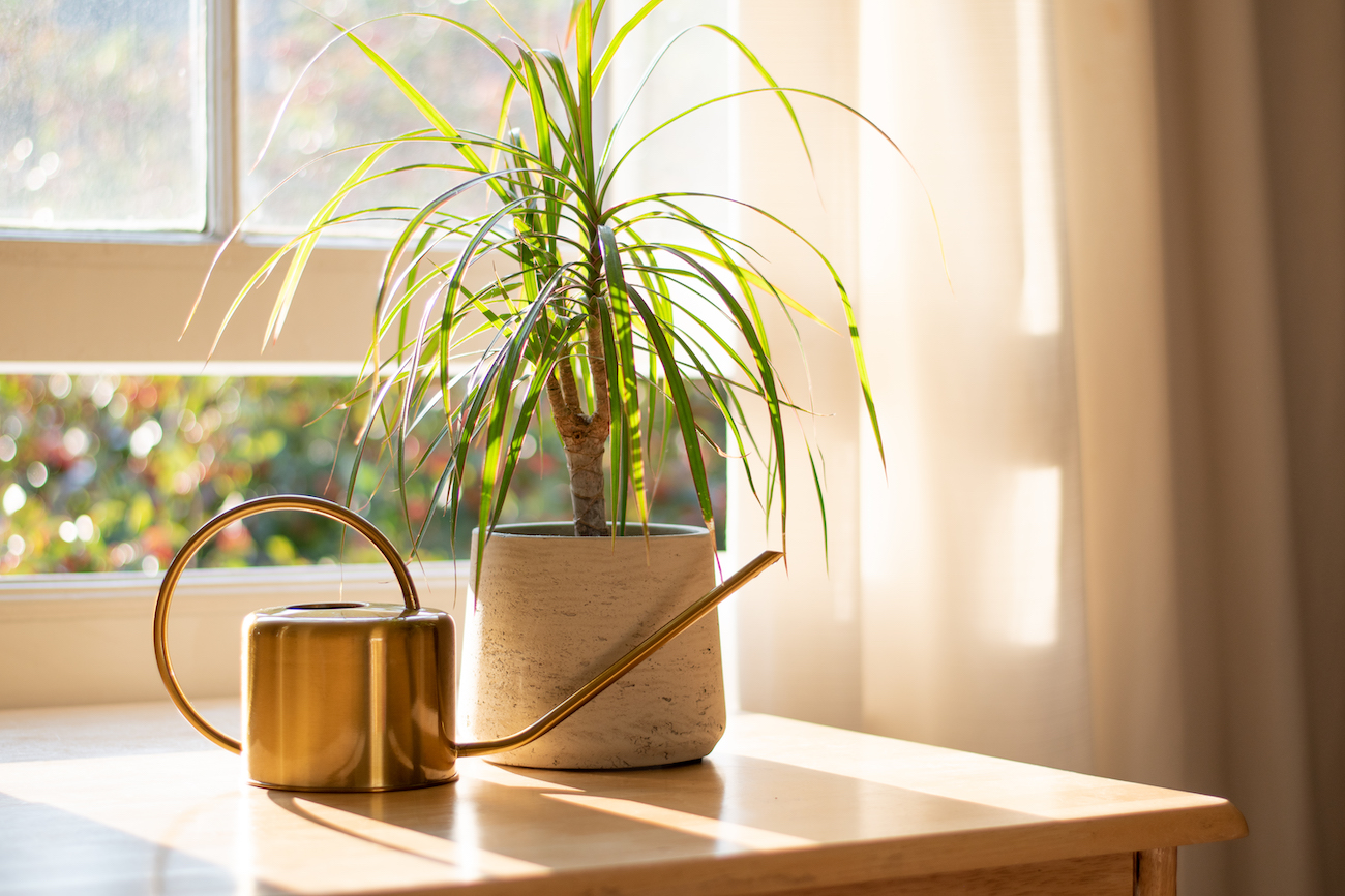 Dracena - azjatycka pikno. Uprawa, pielgnacja, nawoenie