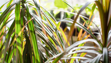 dracena - choroby i szkodniki