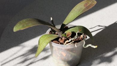 szkodniki na storczykach