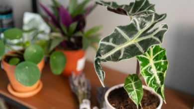 alokazja uprawa i pielęgnacja w domu