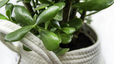 drzewko szczęścia