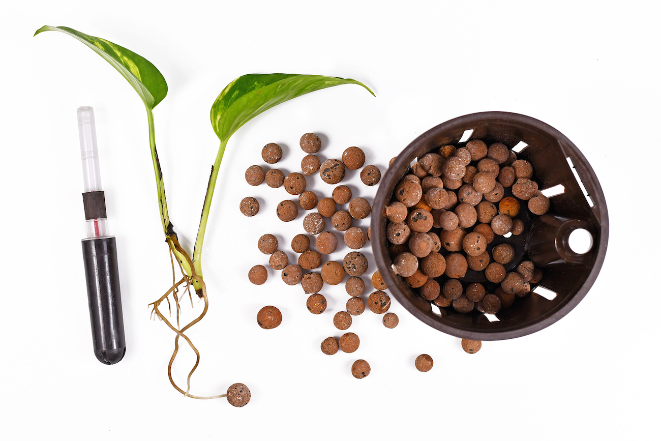 uprawa roślin hydroponicznie