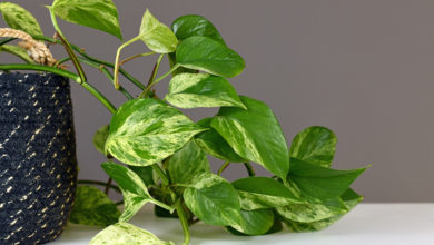 Filodendron czy epipremnum