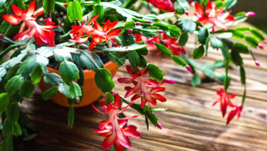 Szlumbergera - Kaktus bożonarodzeniowy