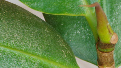 wciornastki na roślinach domowych