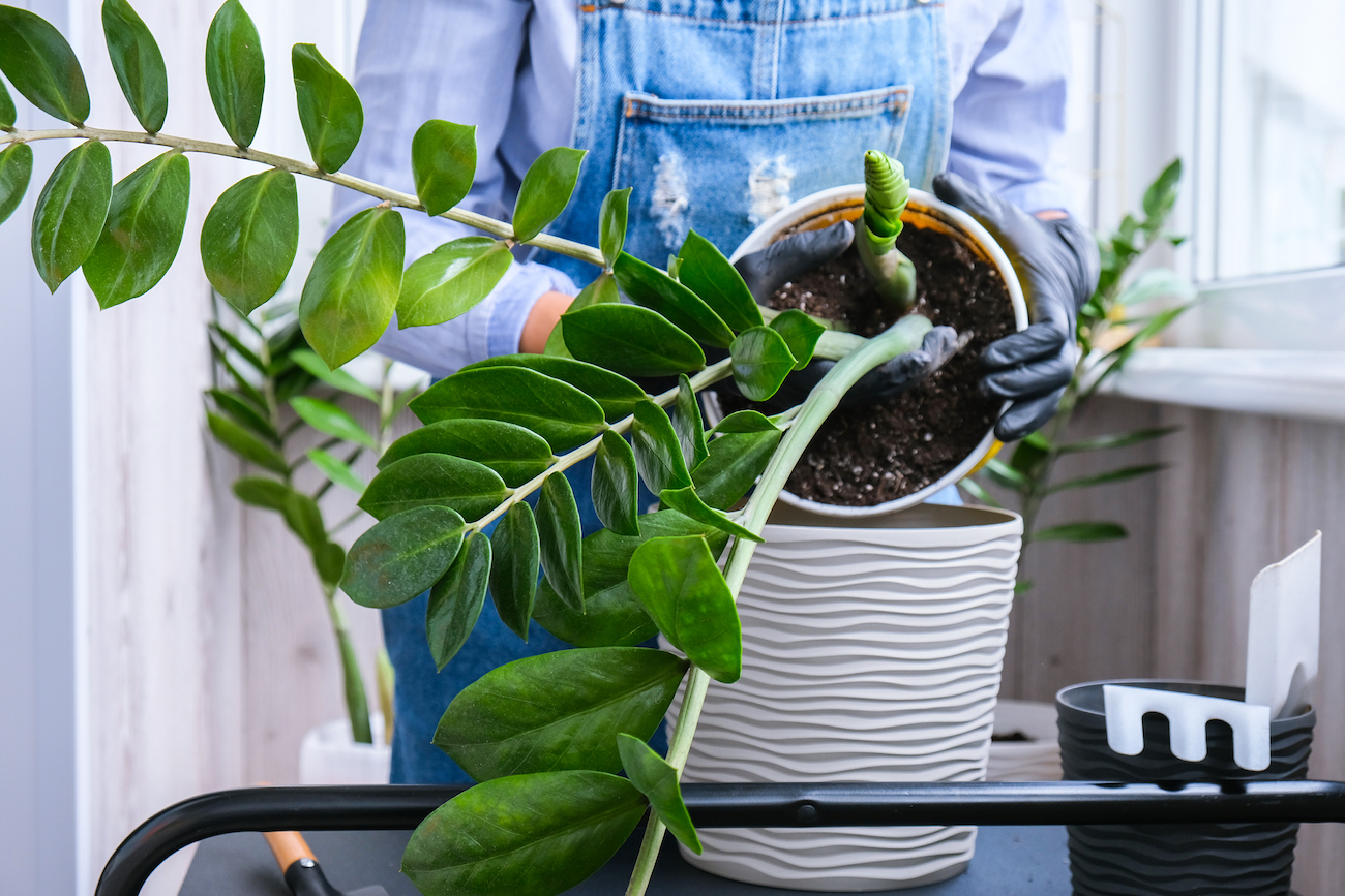 Dlaczego zamiokulkas nie rośnie?