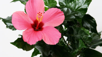 Hibiskus / róża chińska - jak uprawiać roślinę w doniczce