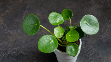 Pieniążek - jakie wymagania ma roślina i jak ją odpowiednio uprawiać