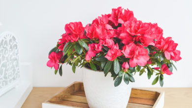 uprawa azalii w doniczce