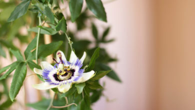 Męczennica Passiflora