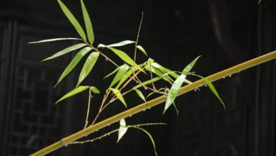 uprawa bambusów w domu