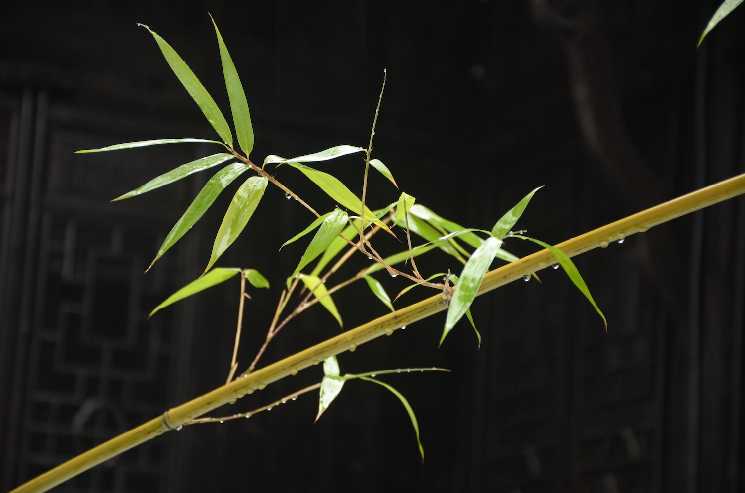 uprawa bambusów w domu