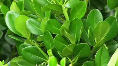 kluzja różowa clusia rosea