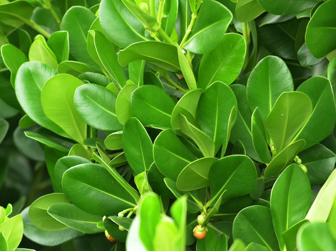 kluzja różowa clusia rosea