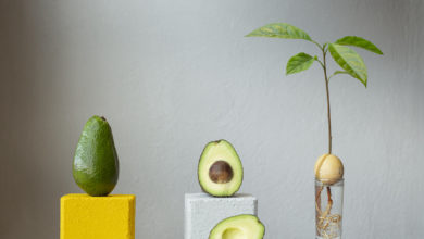 jak uprawiać awokado z pestki