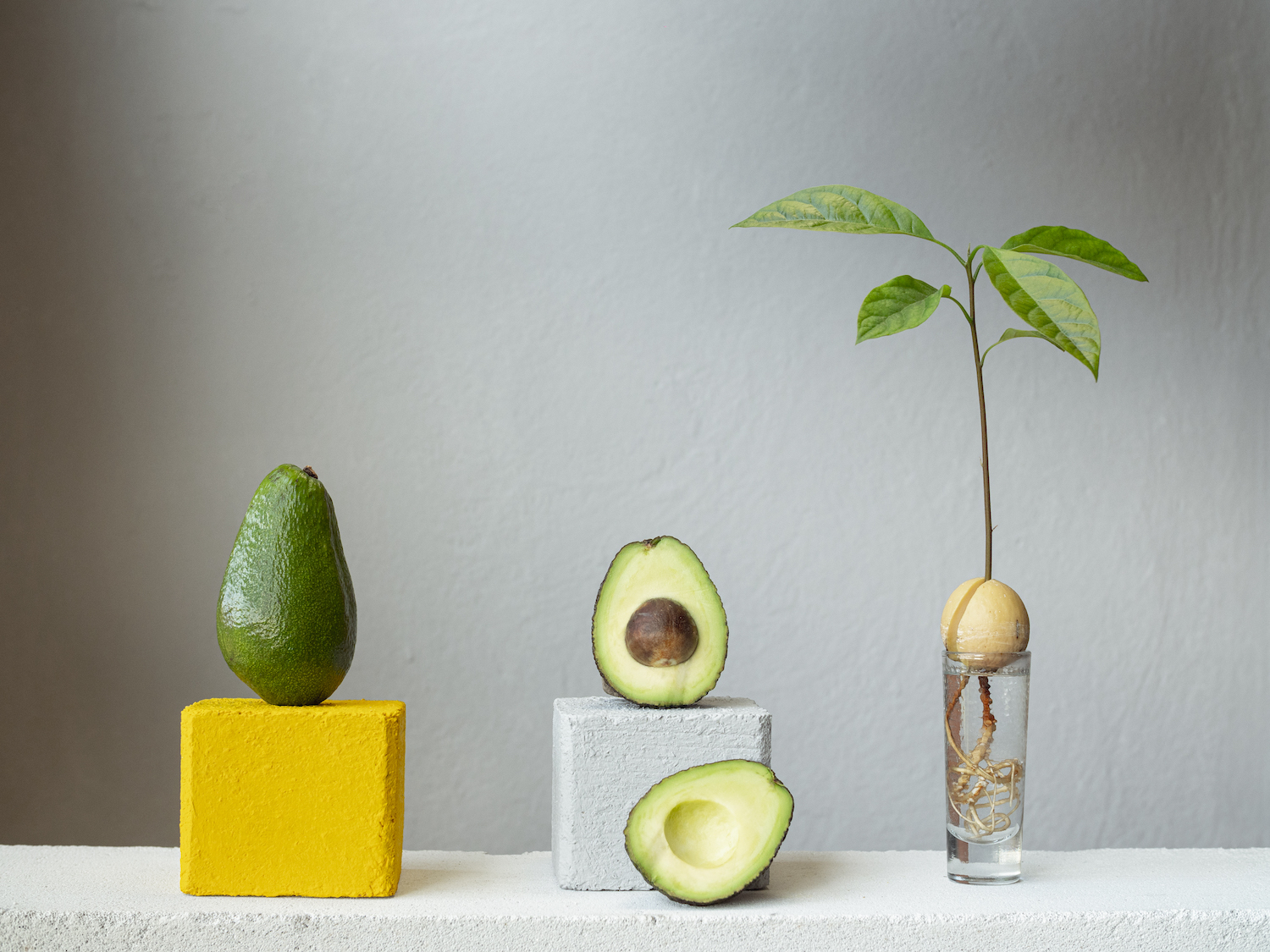 jak uprawiać awokado z pestki