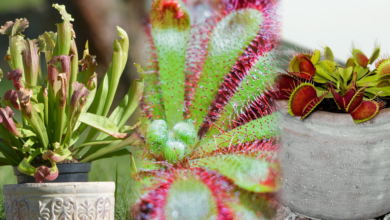 rośliny mięsożerne